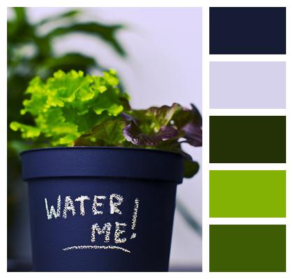 Plant Grow Pot Plant Image